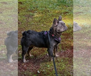 French Bulldog Puppy for sale in HAMPTON, VA, USA