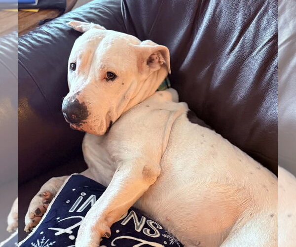 Medium Photo #11 American Pit Bull Terrier-Unknown Mix Puppy For Sale in Germantown, OH, USA