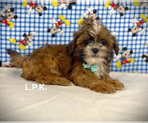 ShihPoo Puppy for sale in WINNSBORO, LA, USA