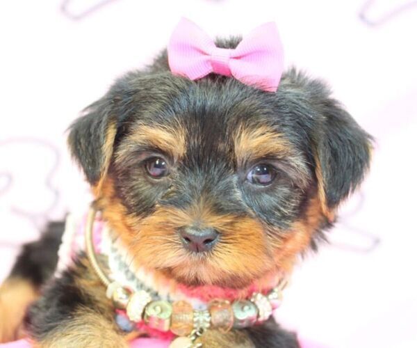 Medium Photo #20 Yorkshire Terrier Puppy For Sale in LAS VEGAS, NV, USA