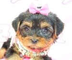 Small Photo #20 Yorkshire Terrier Puppy For Sale in LAS VEGAS, NV, USA