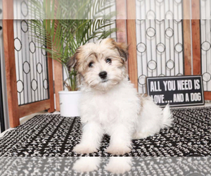 Havanese Puppy for sale in NAPLES, FL, USA