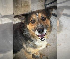 Australian Shepherd-German Shepherd Dog Mix Dogs for adoption in Lodi, CA, USA