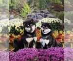 Small Photo #4 Shiba Inu Puppy For Sale in NEWBERRY, MI, USA