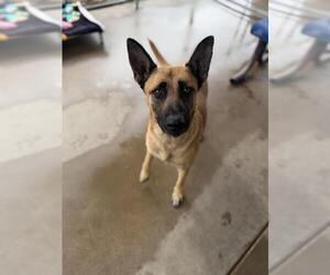 German Shepherd Dog-Unknown Mix Dogs for adoption in Chula Vista, CA, USA