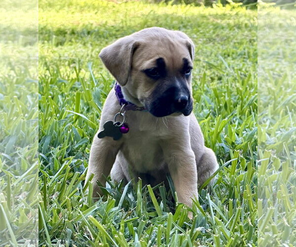 Medium Photo #4 American Pit Bull Terrier-Black Mouth Cur Mix Puppy For Sale in Holly Springs, NC, USA