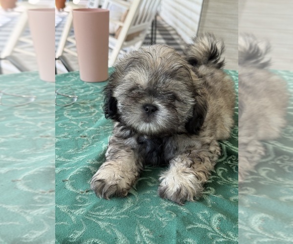Medium Photo #1 Shih Tzu Puppy For Sale in CANTONMENT, FL, USA