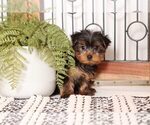 Small #2 Yorkshire Terrier