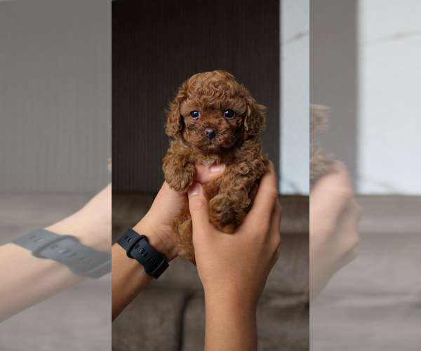 Medium Photo #1 Poodle (Toy) Puppy For Sale in PORTLAND, OR, USA