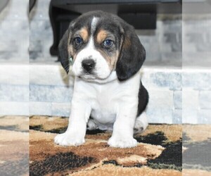 Beagle Puppy for sale in GROVESPRING, MO, USA