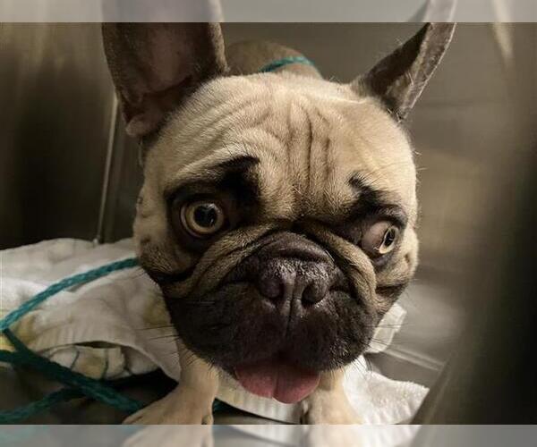 Medium Photo #1 French Bulldog Puppy For Sale in Orange, CA, USA