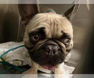 French Bulldog Dogs for adoption in Orange, CA, USA