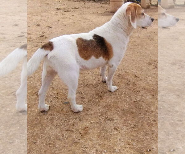 Medium Photo #3 Beagle Puppy For Sale in Apple Valley, CA, USA