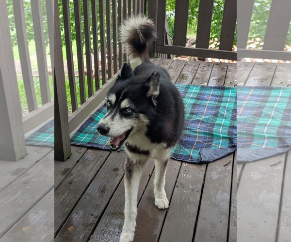 Medium Photo #3 Siberian Husky Puppy For Sale in Uwchlan, PA, USA