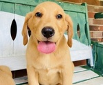Puppy Ted Labrador Retriever