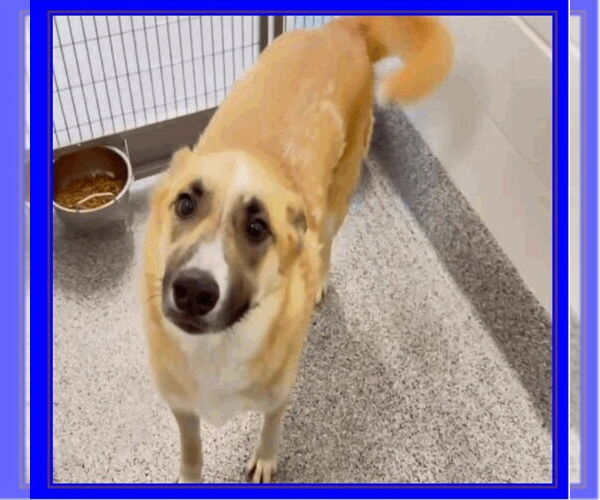 Medium Photo #4 Akita-German Shepherd Dog Mix Puppy For Sale in Winston Salem, NC, USA