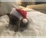 Small Photo #7 French Bulldog Puppy For Sale in NAPLES, FL, USA
