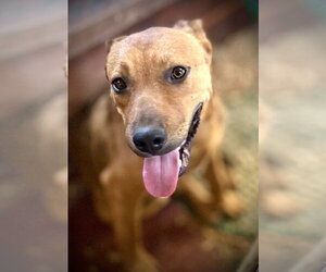 Mutt Dogs for adoption in Boston, MA, USA