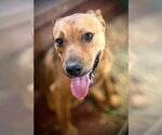 Bowser Ellis - Male Mutt Dog for Adoption - Small photo