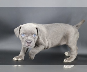 American Bully Puppy for sale in CHAMPAIGN, IL, USA