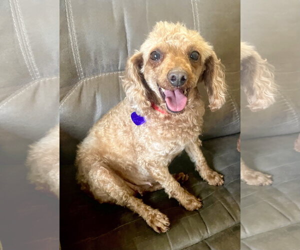 Medium Photo #9 Poodle (Miniature) Puppy For Sale in Staten Island, NY, USA