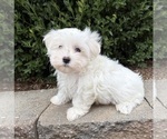 Flynn - Male Maltese Puppy for Sale - Photo #4
