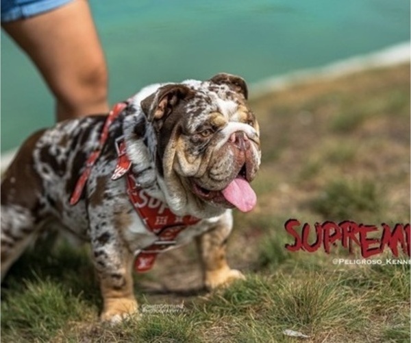 Medium Photo #1 English Bulldog Puppy For Sale in MURRIETA, CA, USA