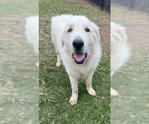 Great Pyrenees Dogs for adoption in Riverside, CA, USA