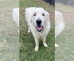 Small Great Pyrenees