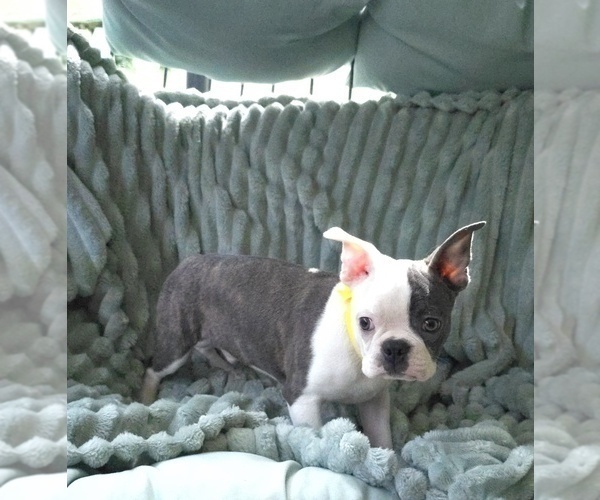 Medium Photo #11 Boston Terrier Puppy For Sale in MINERAL WELLS, WV, USA