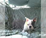 Small #10 Boston Terrier
