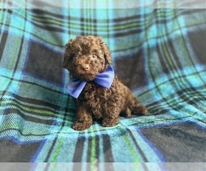 ShihPoo Puppy for sale in LAKELAND, FL, USA