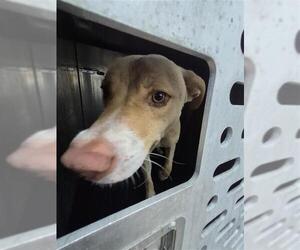 American Staffordshire Terrier-Unknown Mix Dogs for adoption in San Antonio, TX, USA