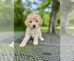 Small Photo #3 Goldendoodle (Miniature) Puppy For Sale in MURFREESBORO, TN, USA