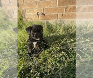 Schnauzer (Miniature) Puppy for sale in EL CAMPO, TX, USA