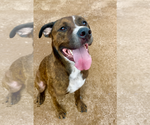 Small #1 Boxer Mix