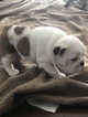 Small Photo #3 English Bulldogge Puppy For Sale in GRAY COURT, SC, USA