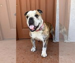 Small #1 Bulldog