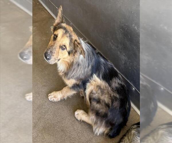 Medium Photo #1 Australian Shepherd-Unknown Mix Puppy For Sale in San Bernardino, CA, USA