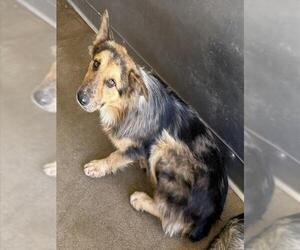 Australian Shepherd-Unknown Mix Dogs for adoption in San Bernardino, CA, USA