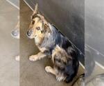 Small Australian Shepherd Mix