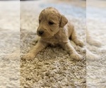 Puppy Puppy 6 Female Labradoodle