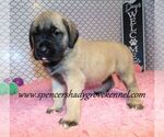Small #5 Mastiff