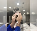 Small Photo #3 Cardigan Welsh Corgi-Pomeranian Mix Puppy For Sale in ALBUQUERQUE, NM, USA