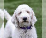 Small #2 Poodle (Standard)