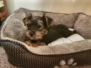 Yorkshire Terrier Puppy for sale in OSHKOSH, WI, USA