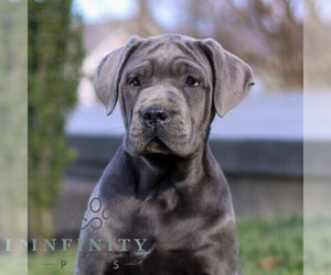 Cane Corso Puppy for sale in EAST EARL, PA, USA