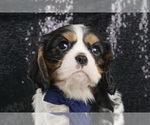 Small #2 Cavalier King Charles Spaniel