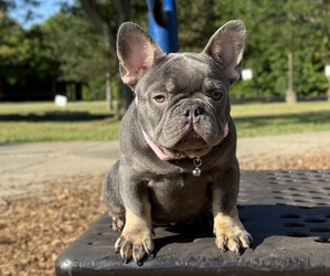 French Bulldog Puppy for sale in INDIANAPOLIS, IN, USA