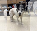 Small Border Collie